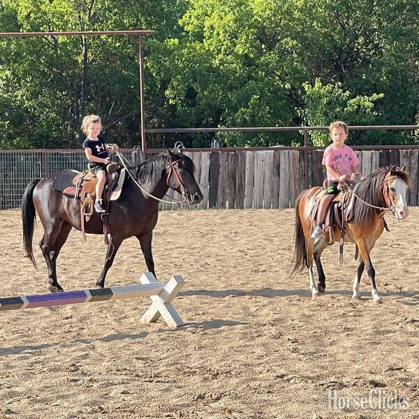 "Lego" Black Gelding Quarter Pony - Quarter Pony in Texas