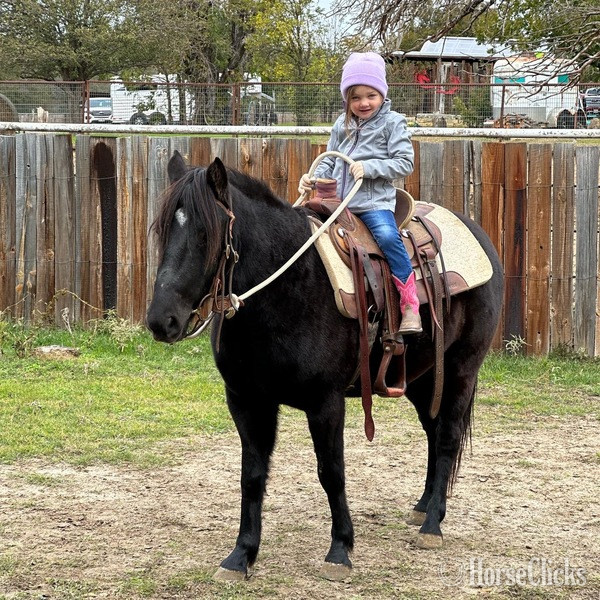"Lego" Black Gelding Quarter Pony - Quarter Pony