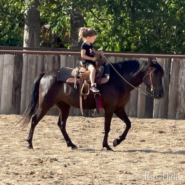 "Lego" Black Gelding Quarter Pony Texas