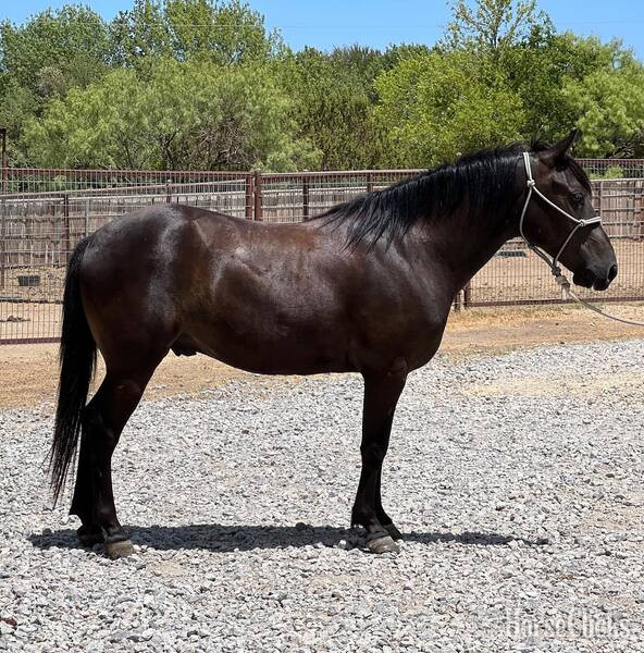 Quarter Pony - "Lego" Black Gelding Quarter Pony in Texas