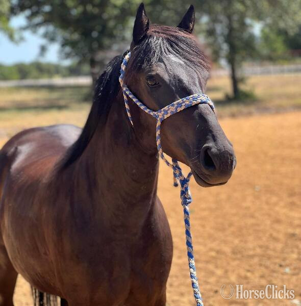 Quarter Pony - "Lego" Black Gelding Quarter Pony