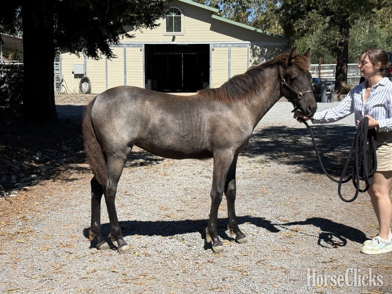 "Moonlight Serenade ?Moonie?" Blue Roan Filly Rocky Mountain in Kentucky