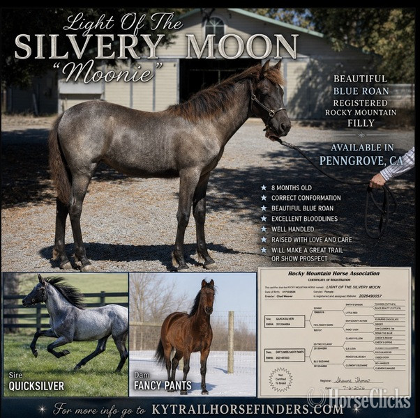 "Light Of The Silvery Moon Moonie" Blue Roan Filly Rocky Mountain in Kentucky