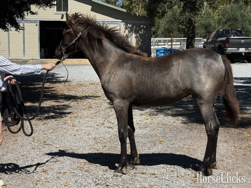 "Moonlight Serenade ?Moonie?" Blue Roan Filly Rocky Mountain