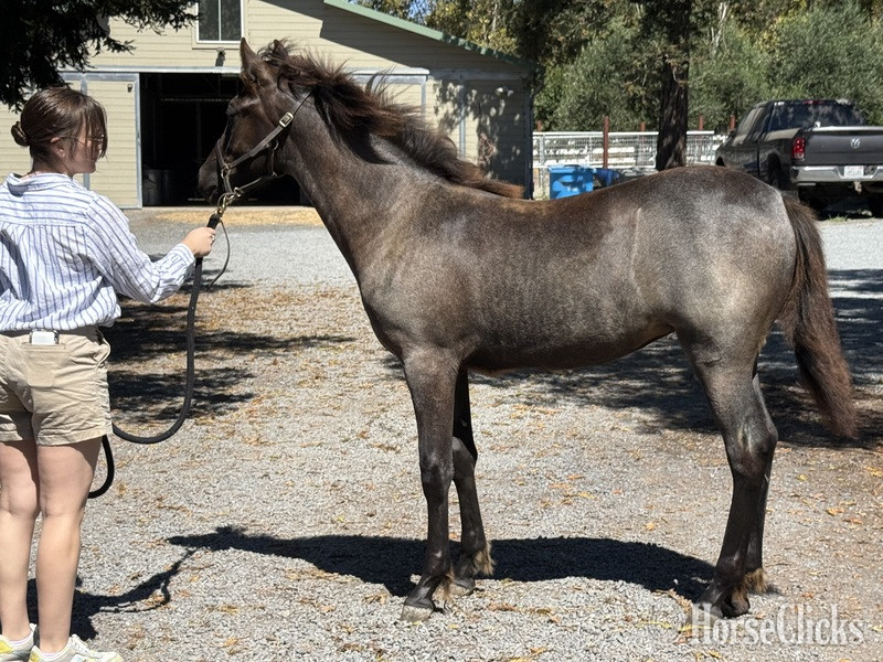 Kentucky "Moonlight Serenade ?Moonie?" Blue Roan Filly Rocky Mountain