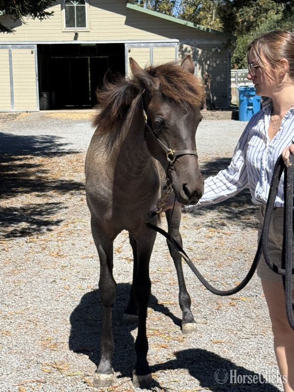 "Moonlight Serenade ?Moonie?" Blue Roan Filly Rocky Mountain - Rocky Mountain in Kentucky