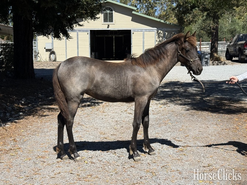 "Moonlight Serenade ?Moonie?" Blue Roan Filly Rocky Mountain - Rocky Mountain