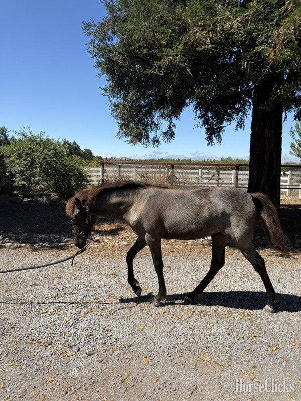 "Moonlight Serenade ?Moonie?" Blue Roan Filly Rocky Mountain Kentucky