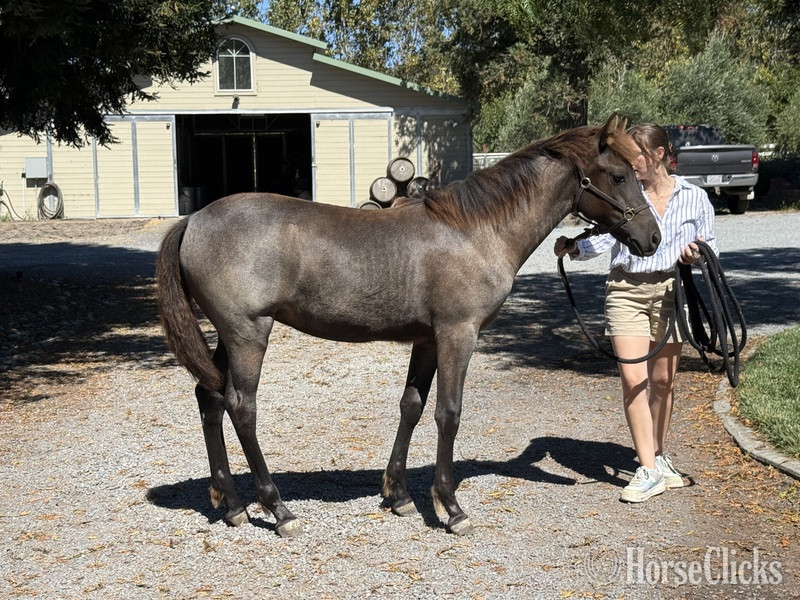 Rocky Mountain - "Moonlight Serenade ?Moonie?" Blue Roan Filly Rocky Mountain in Kentucky