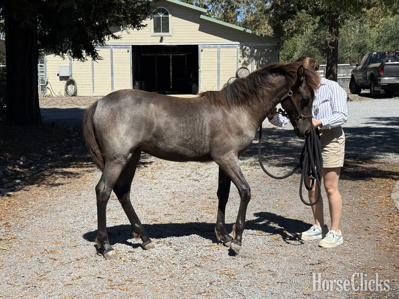Rocky Mountain - "Moonlight Serenade ?Moonie?" Blue Roan Filly Rocky Mountain