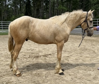 "Goose " Palomino Gelding Quarter Horse