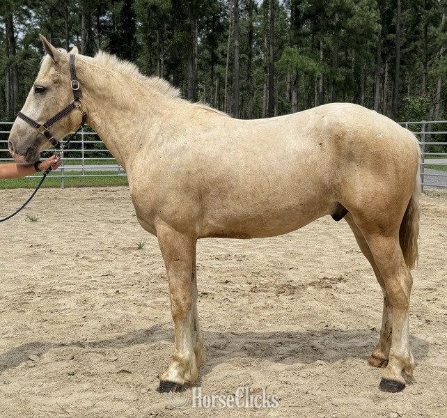 "Goose " Palomino Gelding Quarter Horse