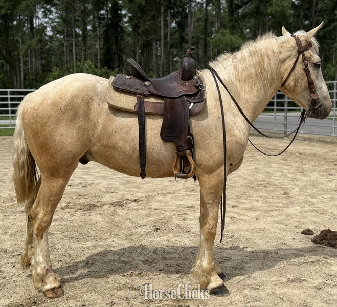 North Carolina "Goose " Palomino Gelding Quarter Horse