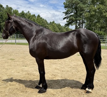 "Draft " Black Mare Draft