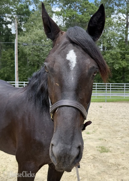 North Carolina "Draft " Black Mare Draft