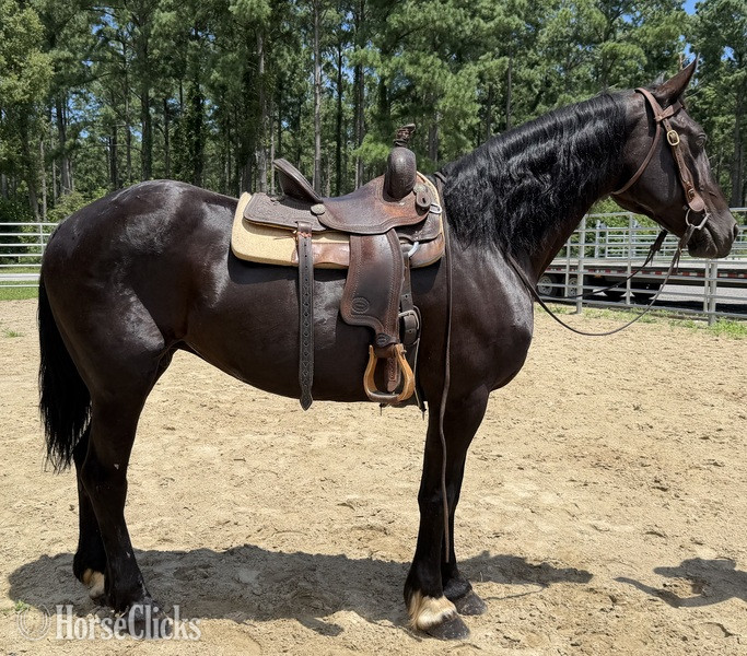 "Draft " Black Mare Draft - Draft in North Carolina