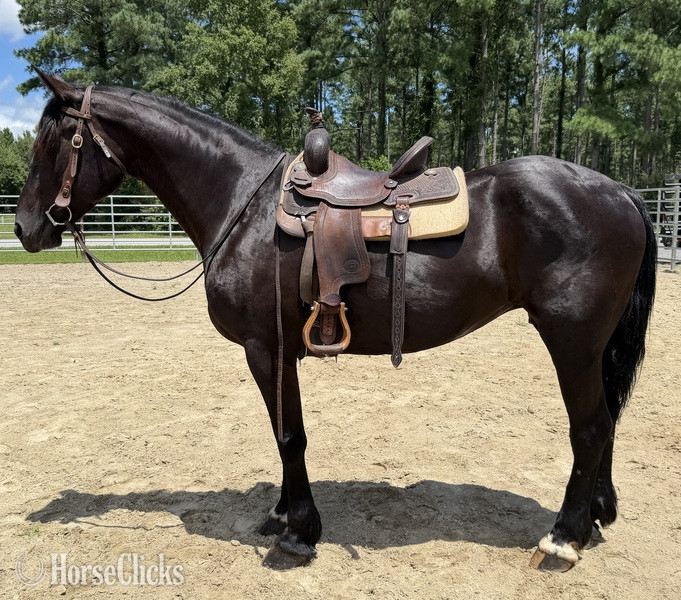 "Draft " Black Mare Draft - Draft