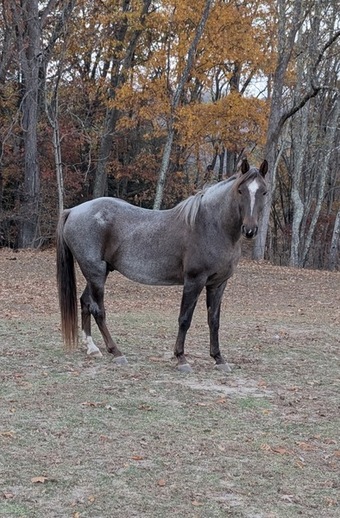 "Pepper" Red Roan Gelding Kentucky Mountain