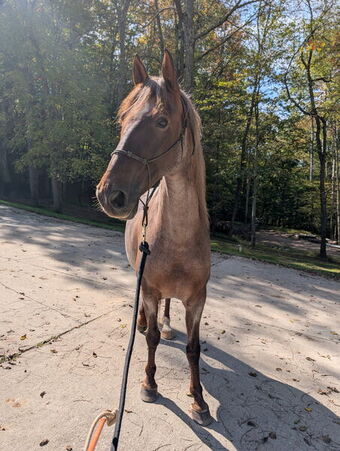 "Pepper" Red Roan Gelding Kentucky Mountain