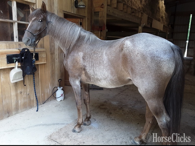 "Pepper" Red Roan Gelding Kentucky Mountain
