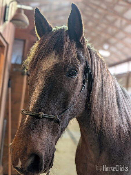 Kentucky "Pepper" Red Roan Gelding Kentucky Mountain