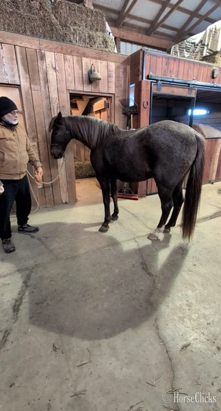 "Pepper" Red Roan Gelding Kentucky Mountain - Kentucky Mountain in Kentucky