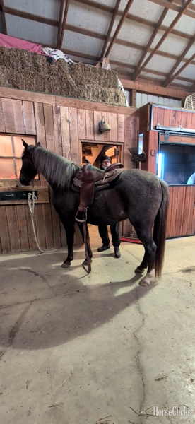 "Pepper" Red Roan Gelding Kentucky Mountain - Kentucky Mountain