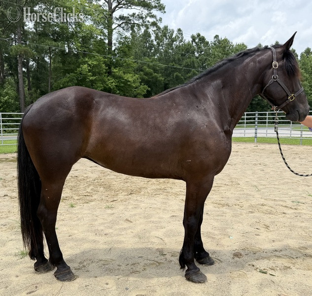 "Mare " Black Mare Quarter Horse