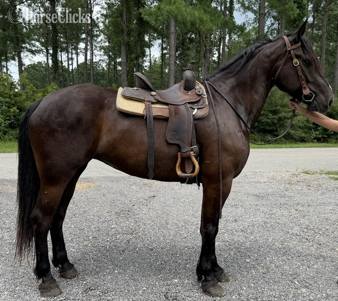 "Mare " Black Mare Quarter Horse - Quarter Horse in North Carolina