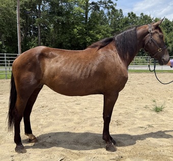 "Mare " Bay Mare Draft