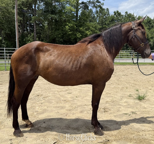 "Mare " Bay Mare Draft in North Carolina