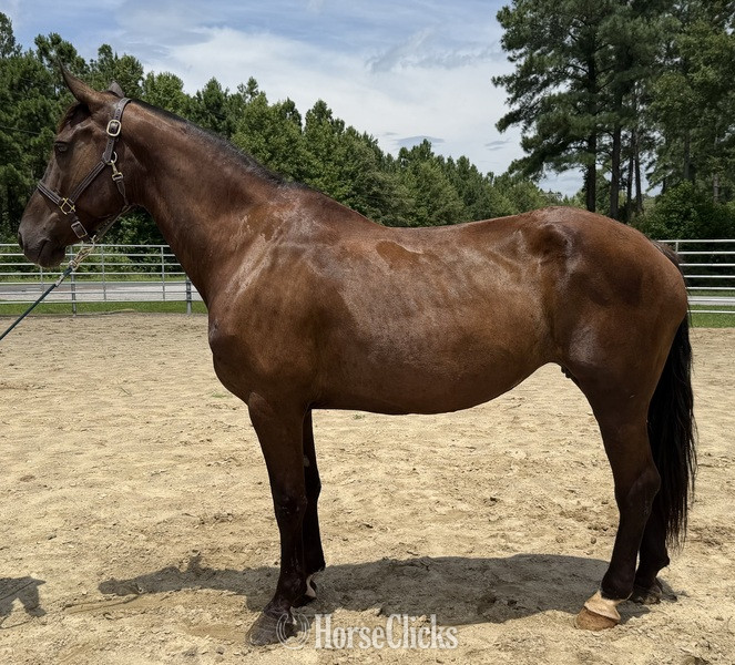 "Mare " Bay Mare Draft