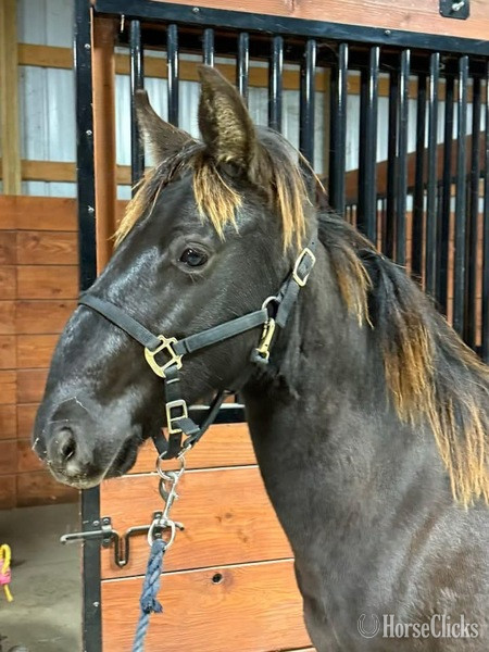 "Keystone?s Semper Fidelis ?Diesel?" Black Gelding Rocky Mountain in Kentucky