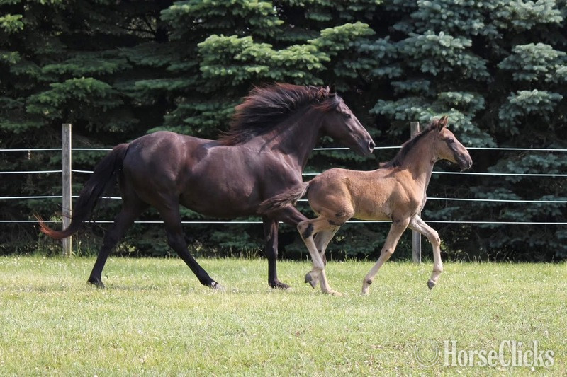 Kentucky "Keystone?s Semper Fidelis ?Diesel?" Black Gelding Rocky Mountain