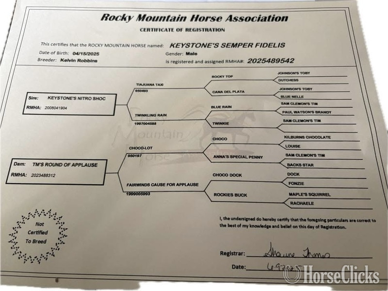 "Keystone?s Semper Fidelis ?Diesel?" Black Gelding Rocky Mountain - Rocky Mountain in Kentucky