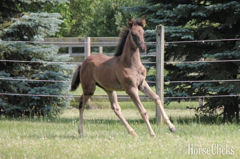 "Keystone?s Semper Fidelis ?Diesel?" Black Gelding Rocky Mountain - Rocky Mountain