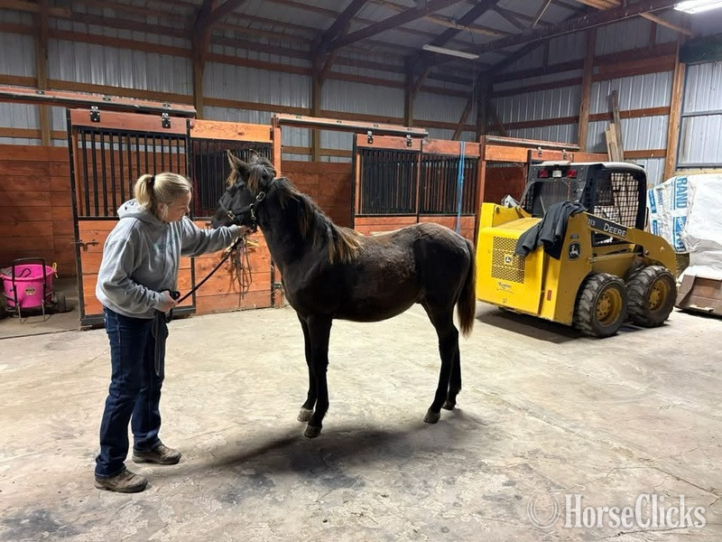 "Keystone?s Semper Fidelis ?Diesel?" Black Gelding Rocky Mountain Kentucky
