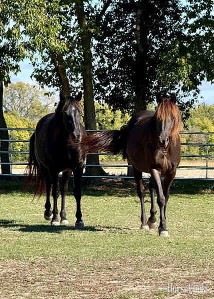 Rocky Mountain - "Keystone?s Semper Fidelis ?Diesel?" Black Gelding Rocky Mountain in Kentucky