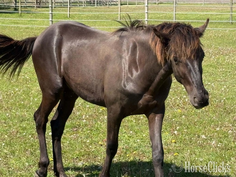 "Keystone?s Semper Fidelis ?Diesel?" Black Gelding Rocky Mountain in Kentucky