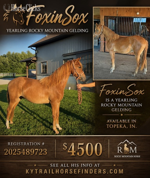 "Fox In Sox" Sorrel Gelding Rocky Mountain in Kentucky