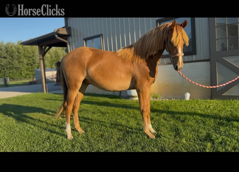 "Fox In Sox" Sorrel Gelding Rocky Mountain