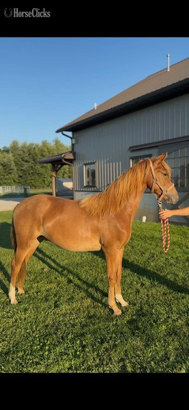 Kentucky "Fox In Sox" Sorrel Gelding Rocky Mountain