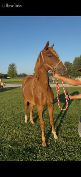 "Fox In Sox" Sorrel Gelding Rocky Mountain - Rocky Mountain in Kentucky