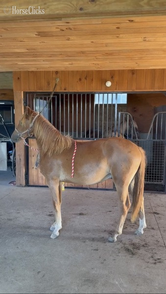 "Fox In Sox" Sorrel Gelding Rocky Mountain Kentucky
