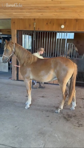 Rocky Mountain - "Fox In Sox" Sorrel Gelding Rocky Mountain in Kentucky