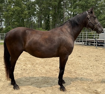 "Draft" Black Mare Draft