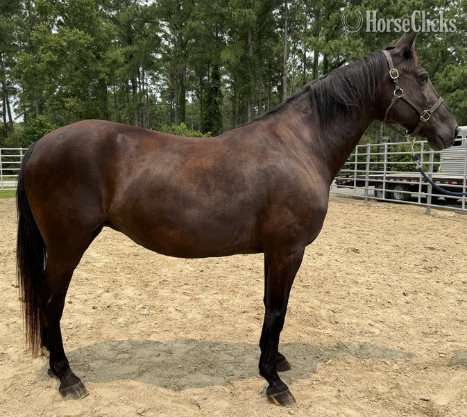 "Draft" Black Mare Draft in North Carolina