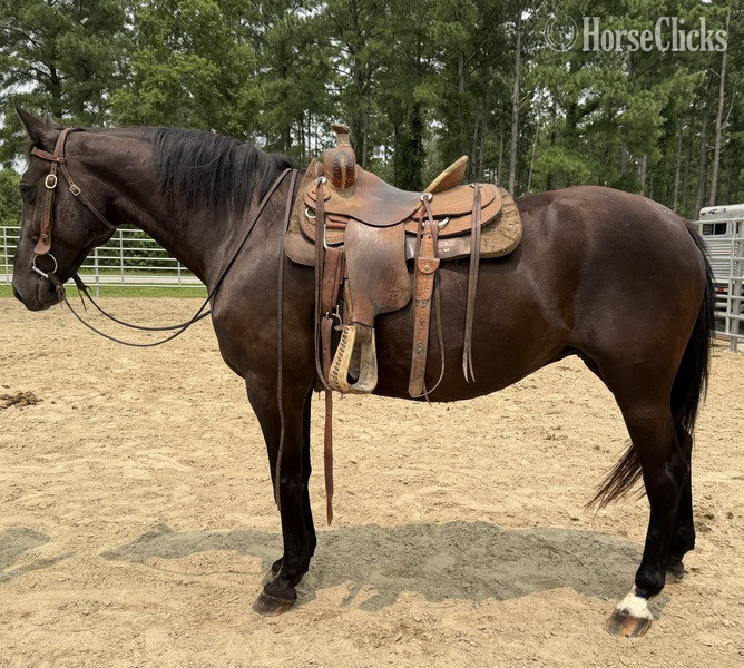 North Carolina "Draft" Black Mare Draft