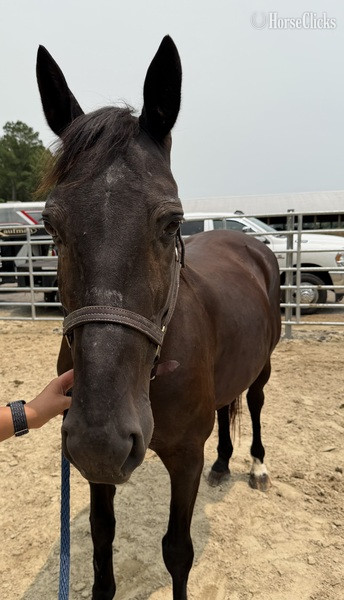 "Draft" Black Mare Draft - Draft