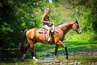"HAPPY HOUR" Bay Gelding Quarter Horse